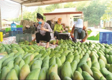 Xoài Việt Nam đang ‘làm mưa làm gió’ ở Trung Quốc