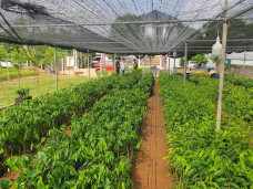 Khởi tố 4 đối tượng buôn lậu cây dó bầu từ Trung Quốc về Việt Nam