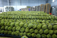 Việt Nam trong cuộc đua khốc liệt giành thị phần sầu riêng tại Trung Quốc