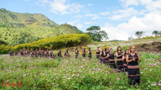 Mùa hoa dã quỳ tuyệt đẹp trên miệng núi lửa kép Chưđăng ya