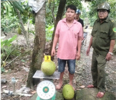 Người đàn ông bị khởi tố vì trộm hai trái mít: Đúng lý nhưng chưa hợp tình