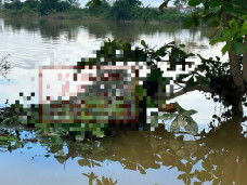 Phát hiện thi thể mắc trên cành cây giữa ruộng