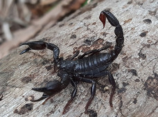 Thuốc ung thư đột phá từ nọc độc bọ cạp?