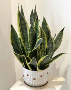 6 loại cây trồng trong nhà giúp thanh lọc không khí, ngừa nấm mốc độc hại