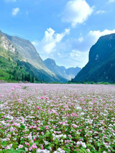 Lang thang miền Bắc theo mùa hoa dịp cuối năm