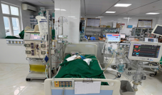 Bé gái 9 tuổi nguy kịch vì bị đàn ong vò vẽ đốt hơn 50 nốt