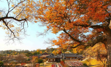 Lý do mùa thu Hà Nội không có thương hiệu như Nhật Bản, Hàn Quốc