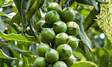 Loại hạt “giá trên trời” khiến thế giới săn lùng, Việt Nam lại có sẵn