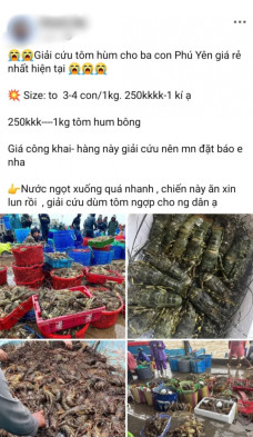 Thực hư thông tin "giải cứu" tôm hùm cho bà con Phú Yên trên mạng xã hội