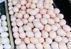 Giá rau xanh có loại 180.000 đồng/kg, tôm hùm chỉ còn 200.000 đồng/kg