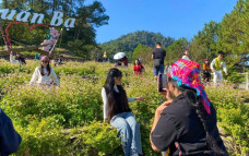 Gen Z rủ nhau lên núi săn mây, ngắm hoa tam giác mạch