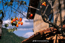 Cây hồng 'khổ nhất Việt Nam' hút khách check in làng Lô Lô Chải