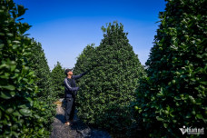 Quất cảnh Ninh Bình vào vụ Tết: Cây đẹp giá gần 40 triệu vẫn 'cháy hàng'