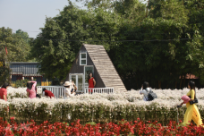 Cúc họa mi vào mùa, bãi đá sông Hồng kín khách check-in