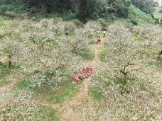 Hoa mận nở sớm, tinh khôi giữa tiết trời đầu đông ở Mộc Châu