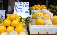 Vú sữa hoàng kim giá rẻ 'chưa từng có'