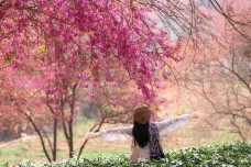 Mùa hoa mai anh đào cuối cùng nở rộ trên đồi chè Ô Long Sa Pa