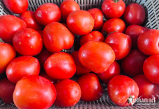 Cà chua tăng giá kỷ lục tại chợ Hà Nội: 85.000 đồng/kg vẫn bán sạch, bà nội trợ 'choáng váng'