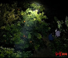 Khách xếp hàng để được vào trộm quýt, chủ vườn kiếm bộn