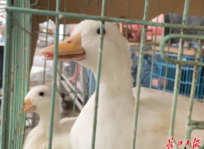 Loài gia cầm “quý tộc” xưa giá vài chục triệu, nay rớt giá hàng chục lần