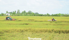 Philippines dừng nhập khẩu, Bộ Công Thương đề nghị doanh nghiệp mua lúa cho dân