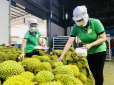 Thủ tướng chỉ đạo 'nóng' về xuất khẩu sầu riêng, giao công an điều tra việc gian lận