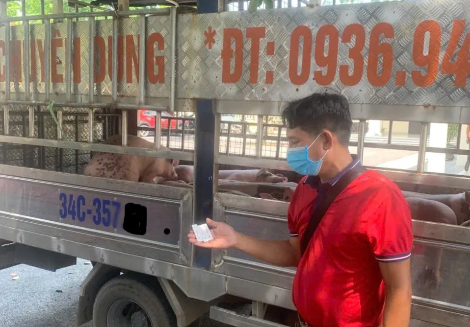 Công an chặn đứng vụ vận chuyển lợn nhiễm dịch về Hải Phòng tiêu thụ