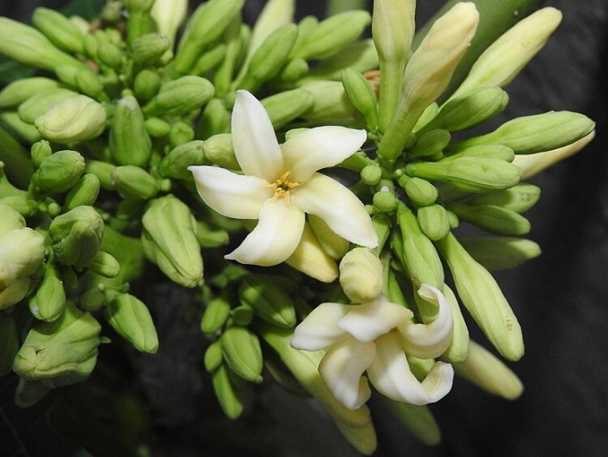 1757159634-papaya-carica-papaya-female-fl-8656-5815-3410-width680height511