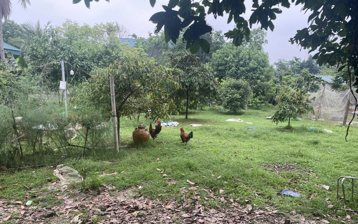 11 anh em ruột tiếp tục kiện nhau thừa kế mảnh đất 1.200 m2