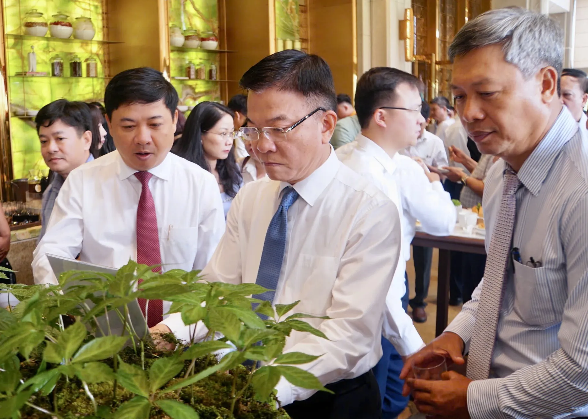Lần đầu tiên Quảng Nam đưa thương hiệu sâm Ngọc Linh ra thế giới